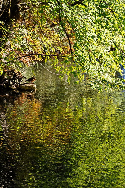DSC02342_redimensionner.JPG
