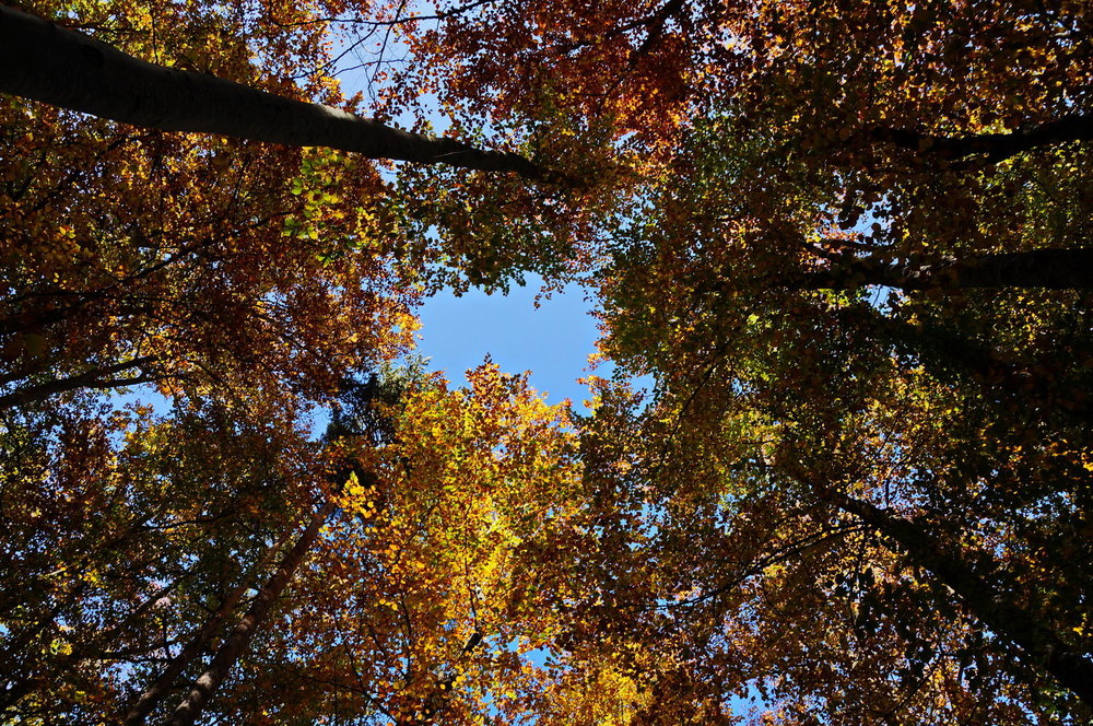 DSC02372_redimensionner.JPG