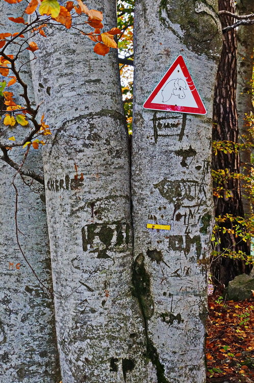 DSC02374_redimensionner.JPG