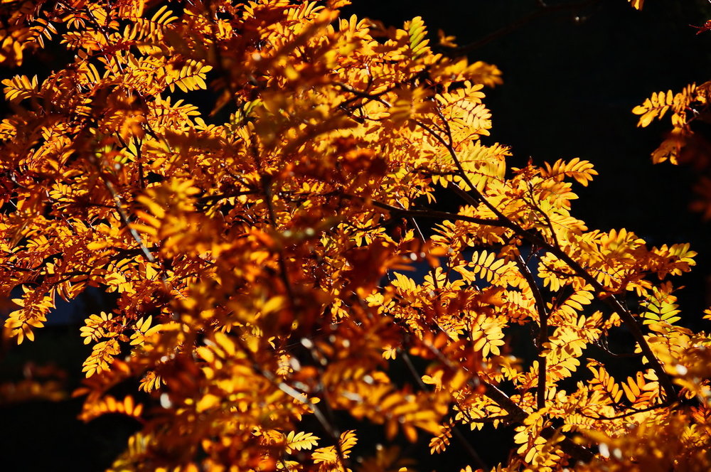 DSC02425_redimensionner.JPG