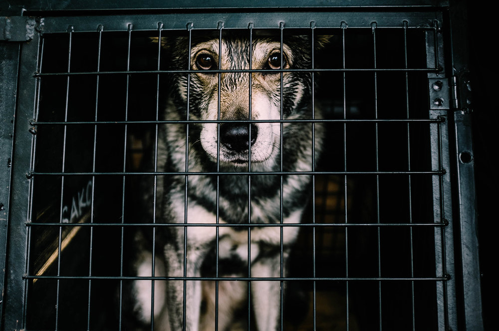 chien-cage-1.thumb.jpg.d952b48bfb652097f4658576756f212d.jpg