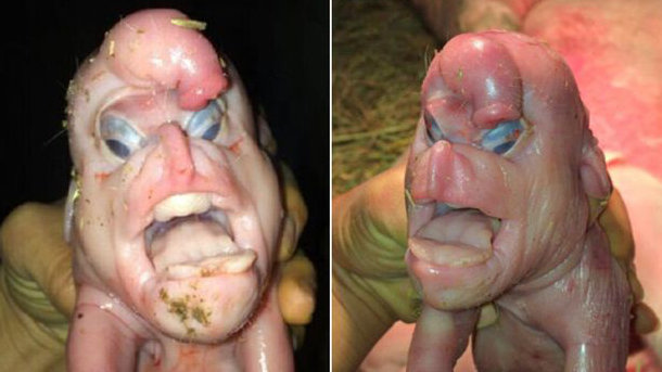 cochon-chinois-mutant_616a57dacdca2ceb49b3a812de0d7dfde28f9b68.jpg.d6fb5415878bc0e30a777202ac952c4d.jpg