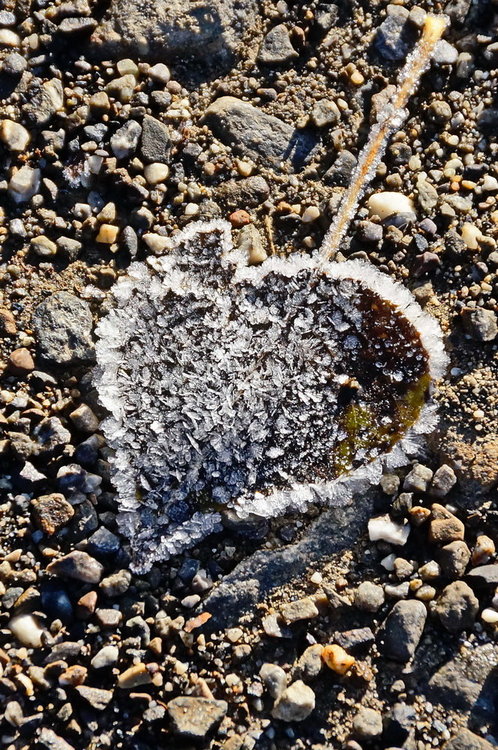 DSC02558_redimensionner.JPG