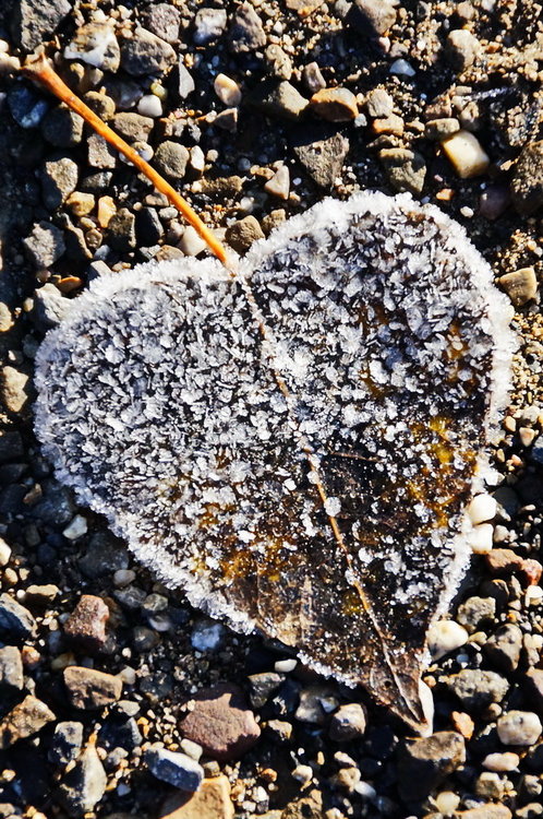 DSC02559_redimensionner.JPG