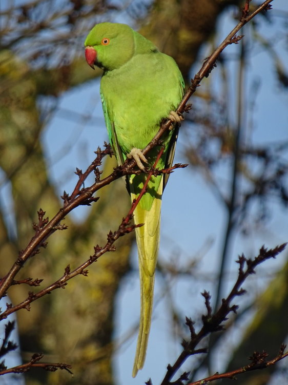 DSC04215.JPG