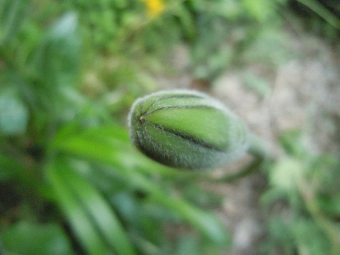 1377763252_mourrdpouarcbouton.jpg.0b5f8d325d8137e0df11e271c3dba699.jpg
