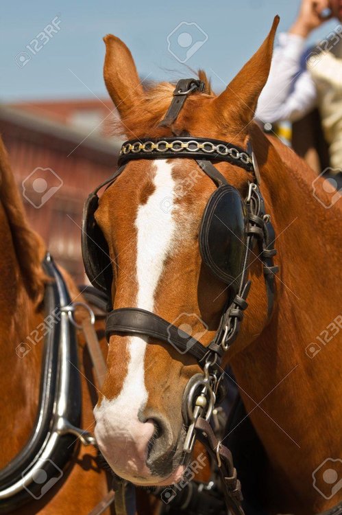 702112116_13562740-brun-clair-chevaux-de-trait-avec-des-oeillres-pour-canap-sur-la-journe-ensoleille-au-festival.thumb.jpg.c6d79693388ebaed9a152390ba6fe494.jpg