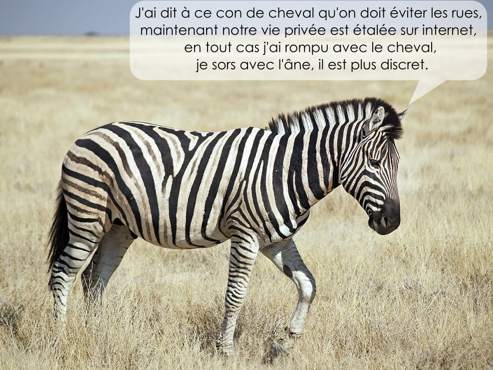 zebre.jpg.1b14048b5518a0c9c42ac3680100dd04.jpg