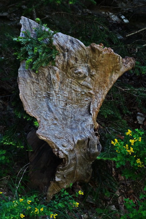 DSC04689_redimensionner.JPG