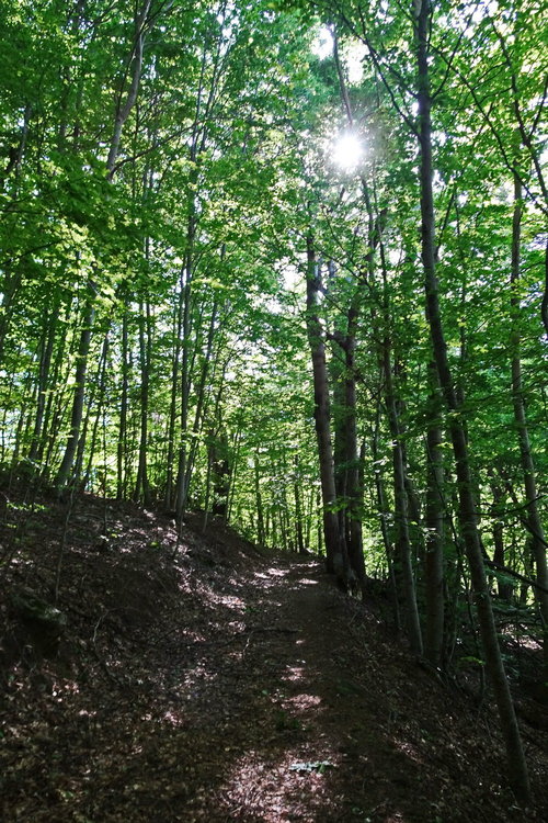 DSC04690_redimensionner.JPG