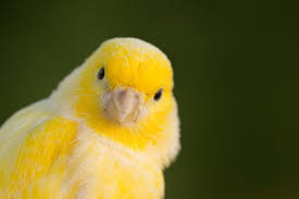 image.jpeg.15ae2937209bb7c6d0b70a3c5624dcb7.jpeg
