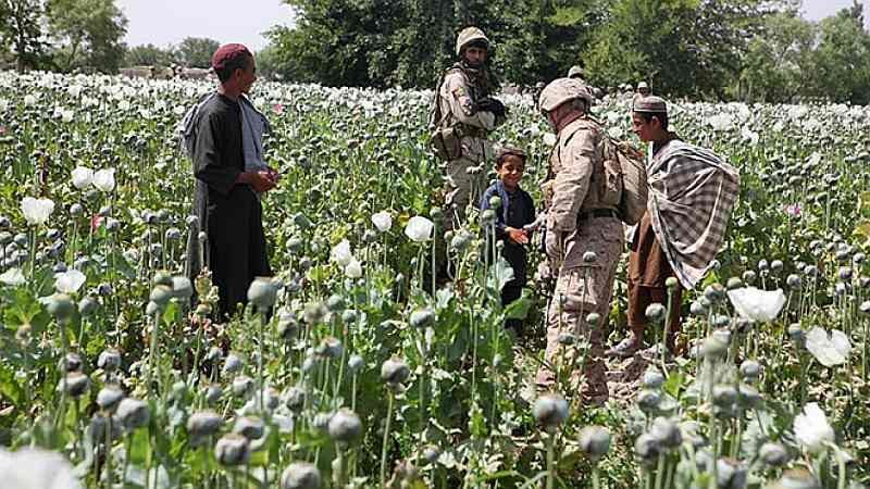 Opium_poppies_in_Helmand_-a-1280x720.jpg.66447a6a16c5b0c69bd04a99bc38775c.jpg