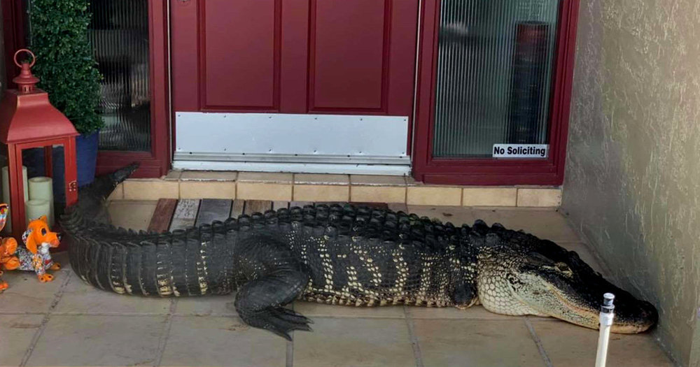 famille-trouve-alligator-devant-porte-maison-tampa-02.jpg