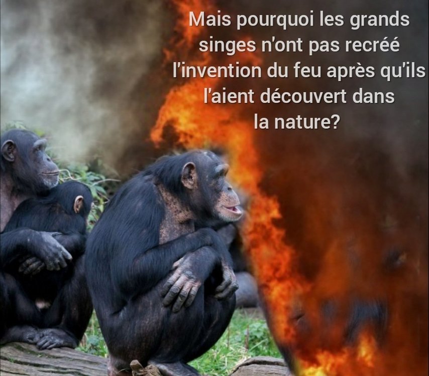 Mais pourquoi les grands singes n'ont pas recréé l'invention du feu après qu'ils l'aient découvert dans la nature? 