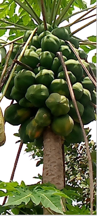 image.thumb.png.3fc765cde440ca5e9e131df73591fe39.png