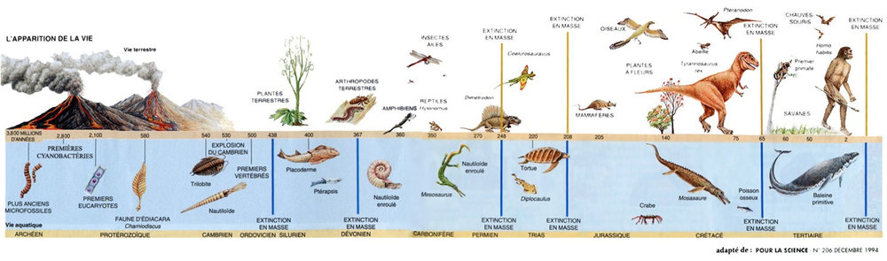 837790789_evolutiondelavie.thumb.jpg.c719438c70a797ce1acbaa0388024ba6.jpg