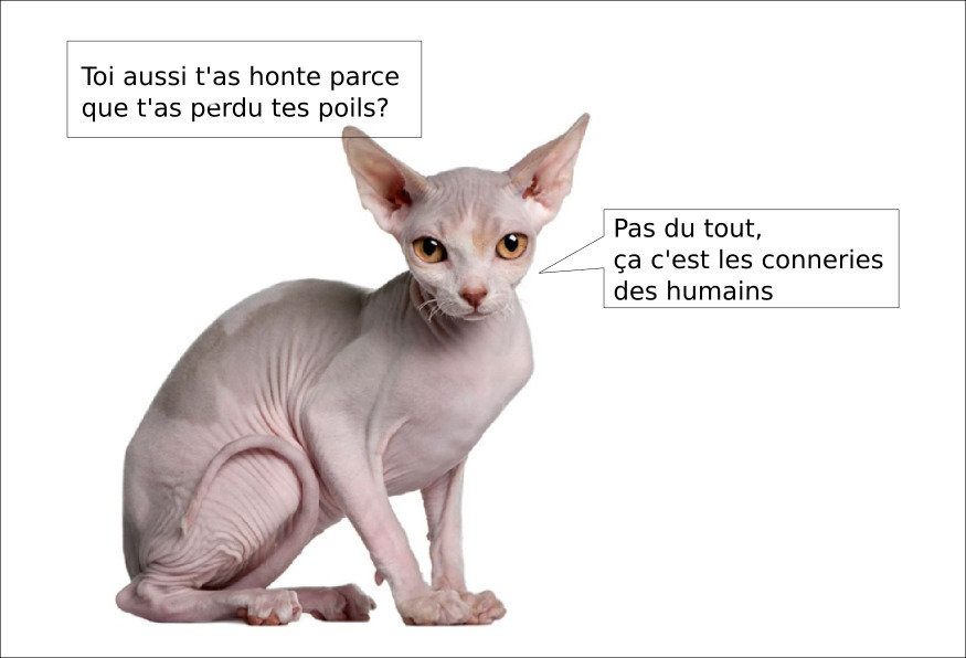 sphynx.jpg.506da611a648d1b9fd3067d3622ea545.jpg