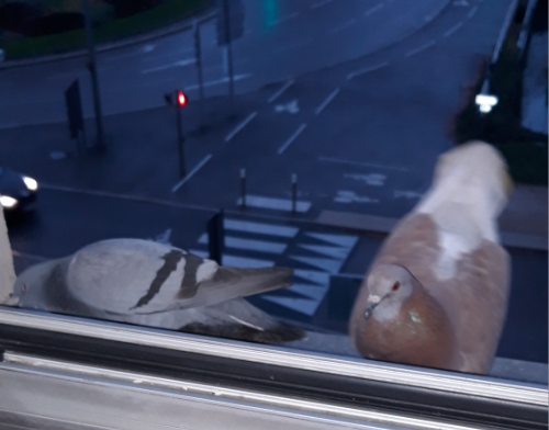 image.png.394f7bd026f3340805e7393733dda245.png