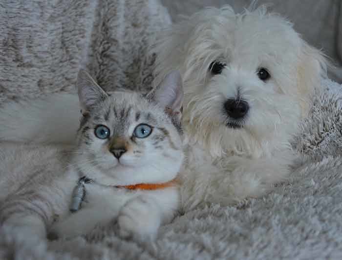 Connaissez-vous ces expressions animalières?