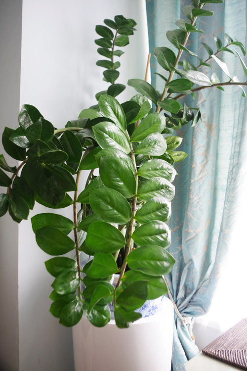 zamioculcas-une-plante-d-interieur-decorative-photo-adobe-stock-1613139422.jpg