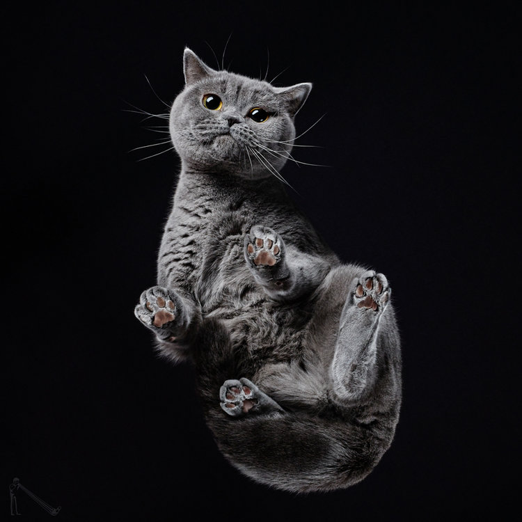 Andrius_Burba_grainedephotographe.com_Under-Cats-5.jpg