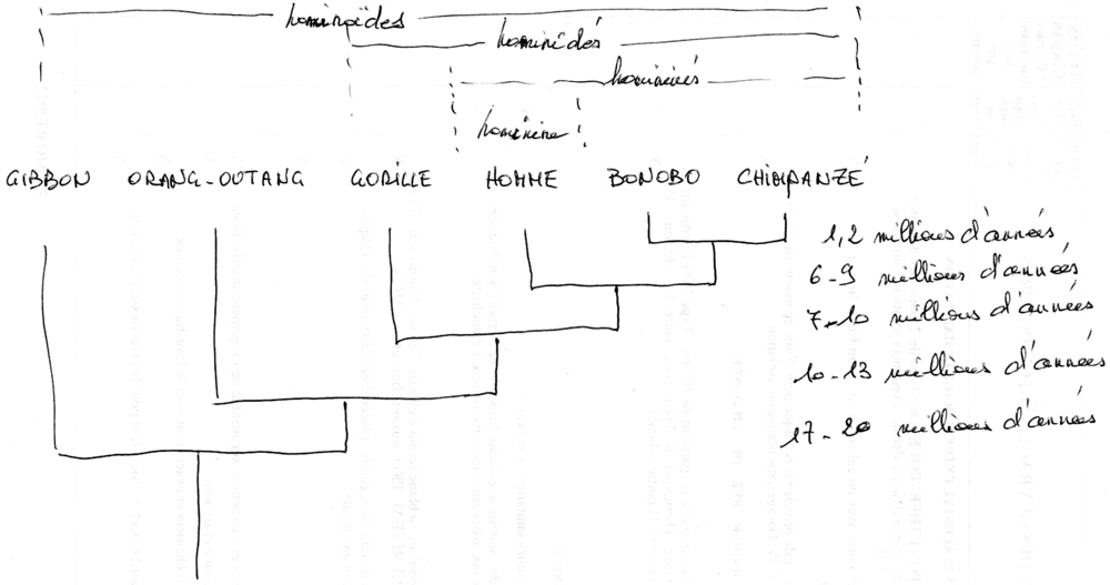 Evolution des espèces.jpg