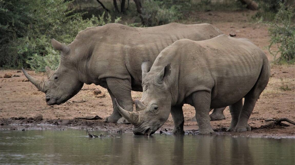 lextinction-des-rhinoceros-dans-le-monde-une-fatalite.thumb.jpg.15ece2e9f08483b486b4d03ed1adb838.jpg