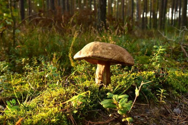 Testez vos connaissances sur les champignons !