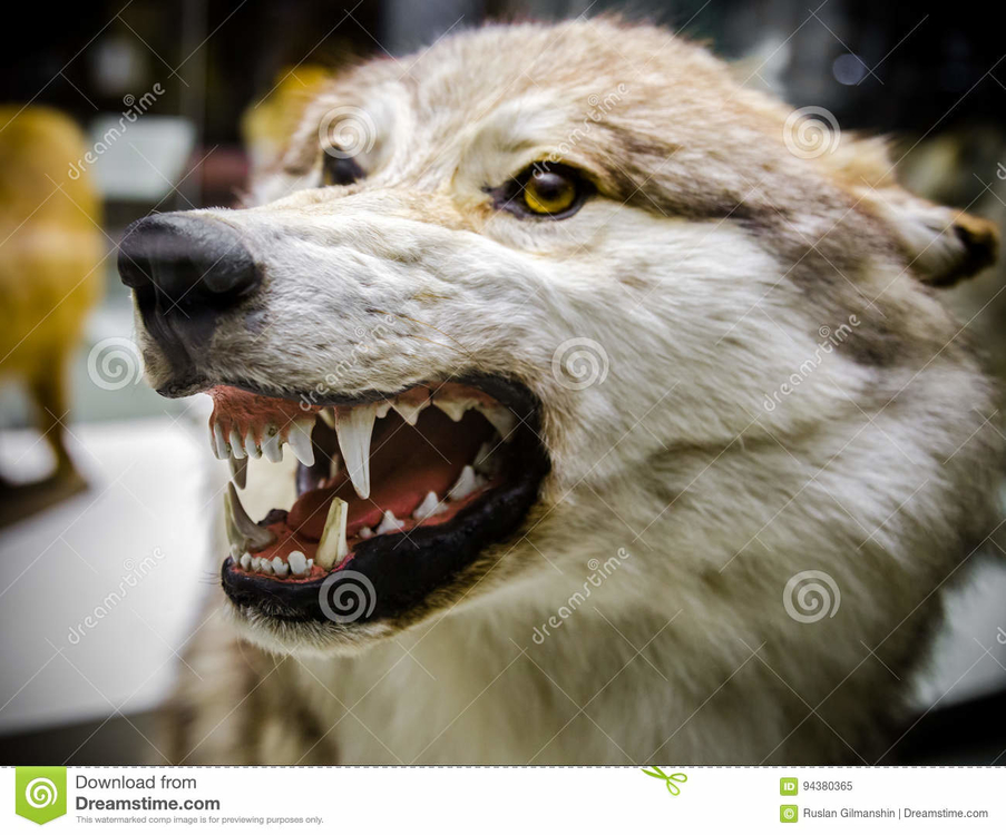 angry-wolf-showing-his-teeth-94380365.jpg