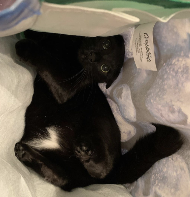 Capture d’écran, le 2020-08-08 à 13.53.59.png