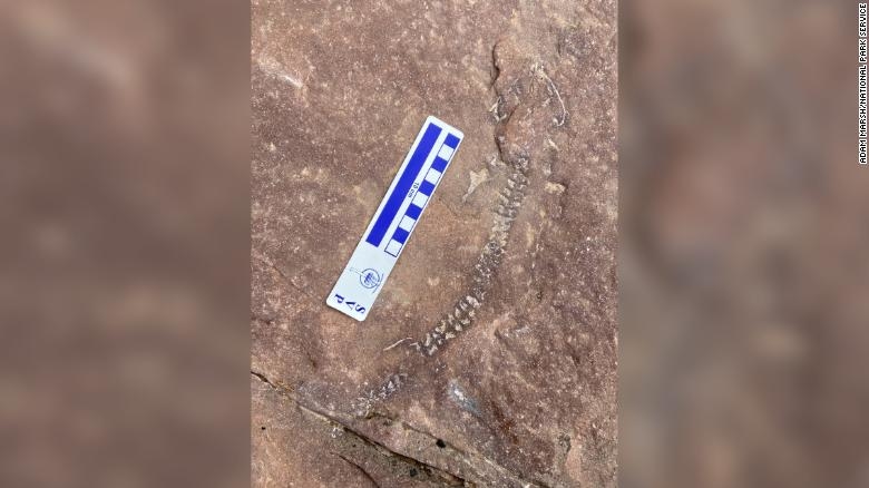 211103192337-03-fossil-skeleton-discovered-canyonlands-exlarge-169.jpg.12b62e5d5092515ac83dad410ca3e6b7.jpg