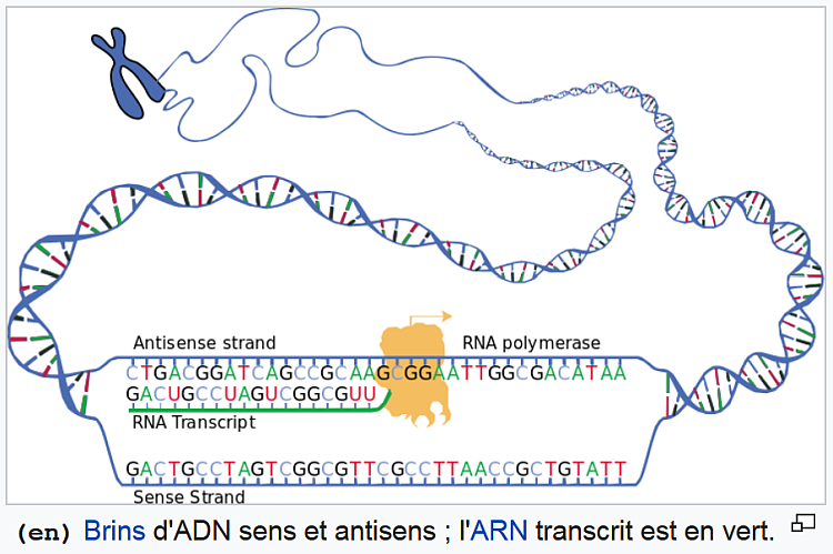 303068661_TranscriptionADN_ARN.png.7e54bba514e6a7d0aa51090c714c1e98.png
