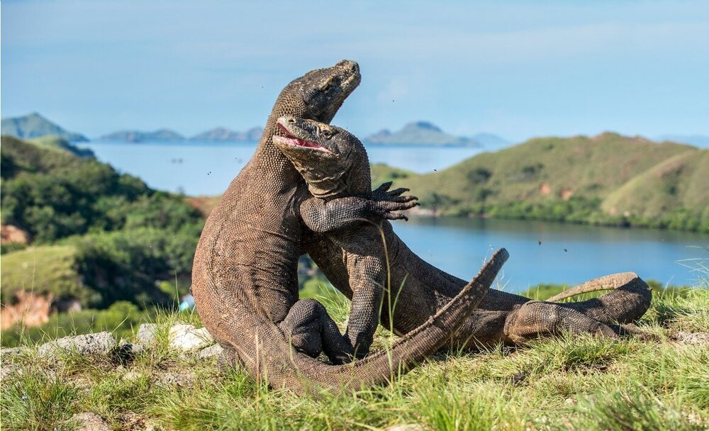 dragon_de_komodo_sur_ile_de_rinca.jpg