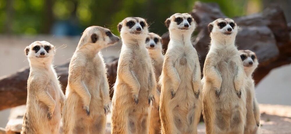 suricate.jpg