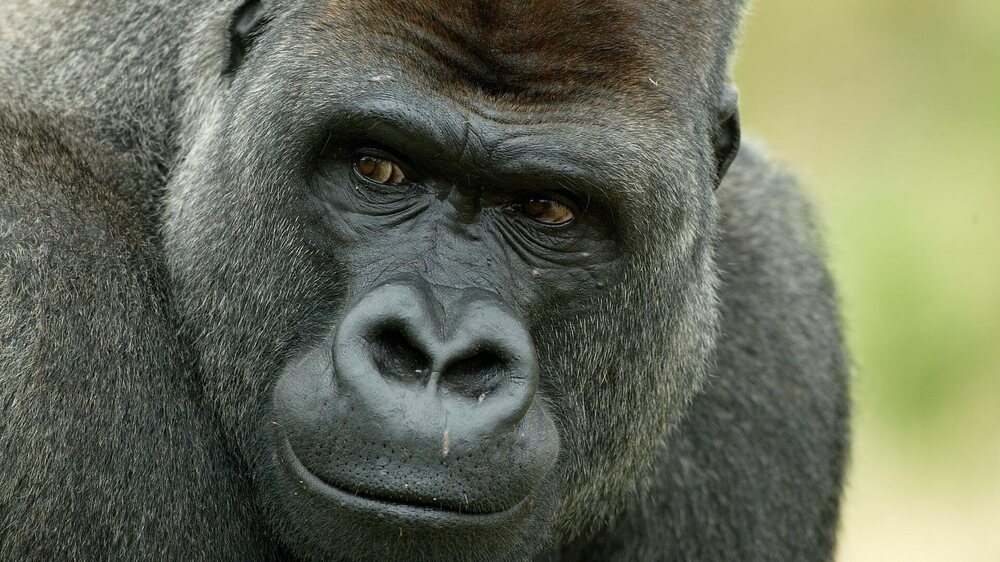 gorille.jpg