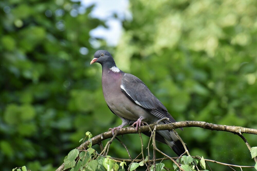 wood-pigeon-7243577.jpg