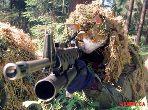 SniperCat.jpg.7d9e74631bd713dc7a7675caa213e291.jpg