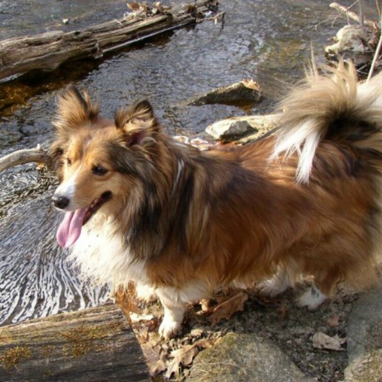 Sheltie-Corgi.jpg
