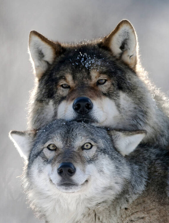 un-couple-de-loups-alpha.jpg