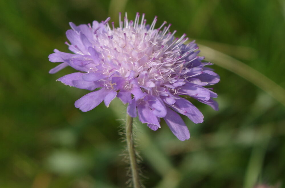 Scabieuse_des_champs_2013-07-06_IMGP1704.jpg.ae61963ff068b2afebad6ca0c5f6ab1d.jpg