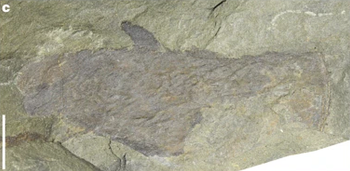 Fossile_01.png.240387b5905c689644fe62b9209d121f.png