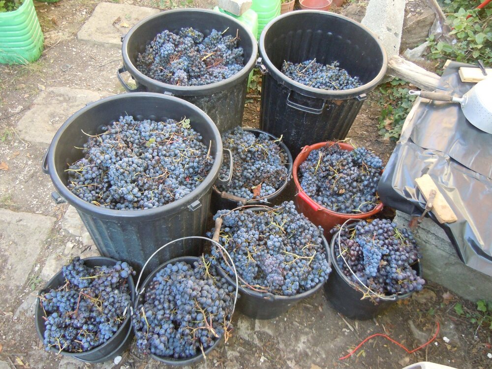 vendanges.thumb.jpg.de935e74ddf2abfe204f943897a81348.jpg