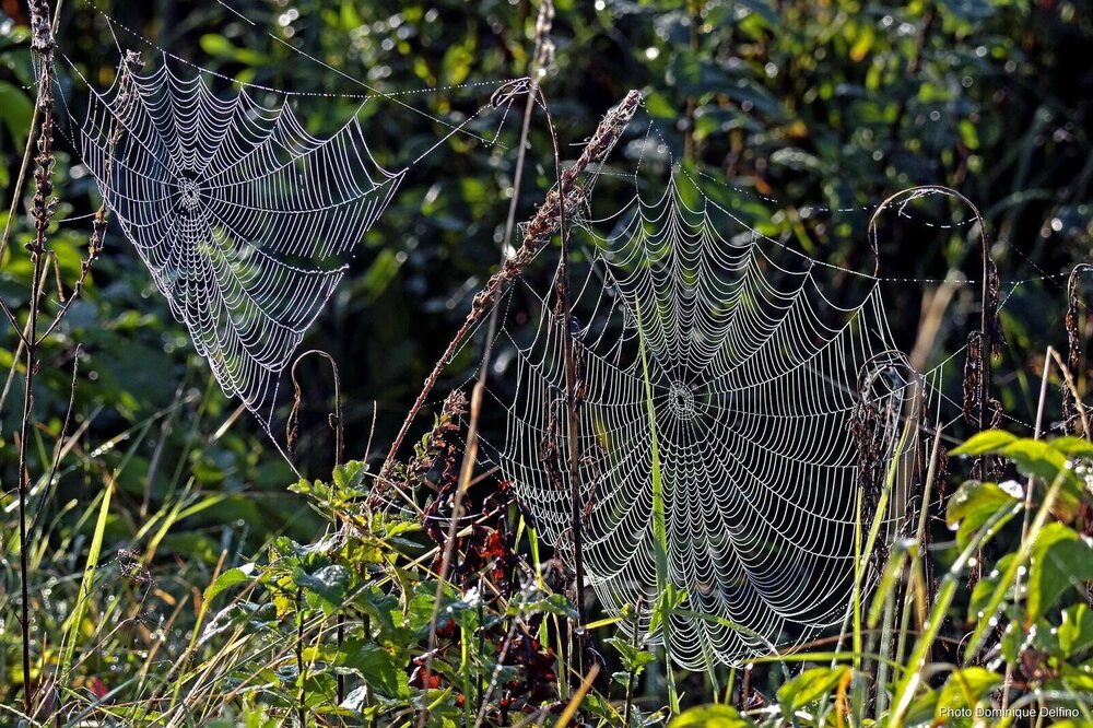 de-fils-en-fils-pour-cette-toile-d-araignee-1634032714.jpg