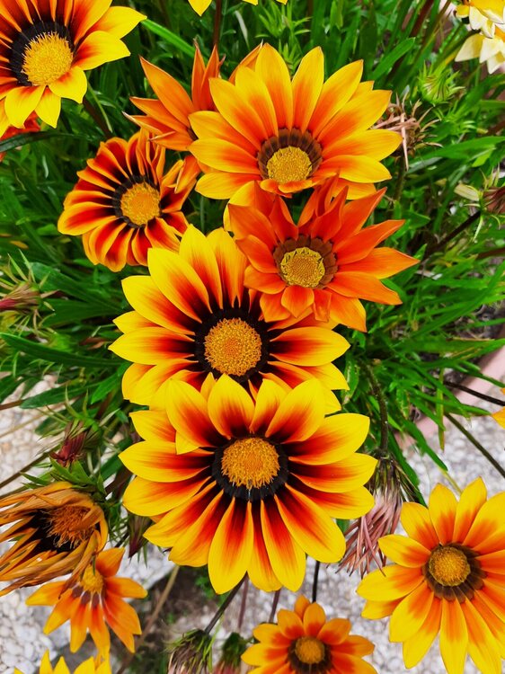 1780363547_gazania62021.thumb.jpg.ce9215122b89c22618120228ba00f4c2.jpg