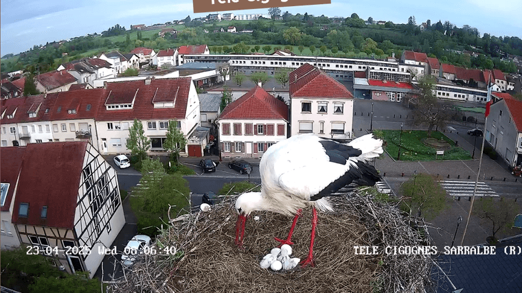 213521937_screenshot-2025-04-23-at-08-04-43-tl-cigognes-webcam-live-sarralbe-moselle-resized.png.86ddf81244e286b120f47d3e5fa65459.png