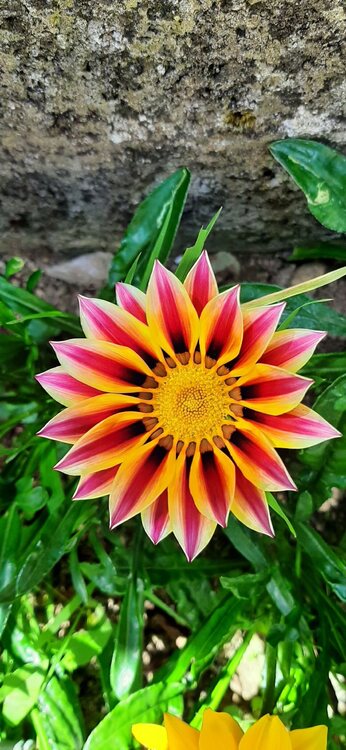 850934470_gazania7.1.thumb.jpg.f46acef17bc2e35b4993ced4223bc1b0.jpg
