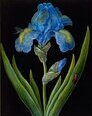 Iris bleu