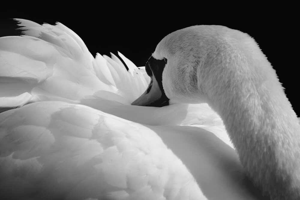 swan-9534389.jpg