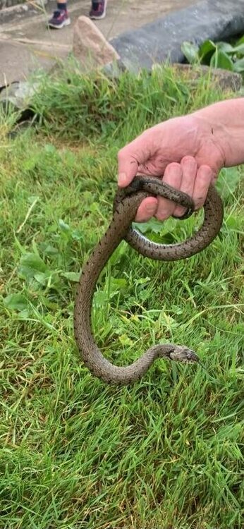 Couleuvre, juillet 2025.jpg