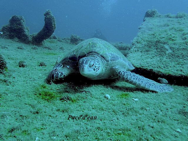 tortue.jpg.f1ee8735ec5d56a63478a3488ff2de6b.jpg